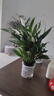 年宵花【热销款】白掌一帆风顺盆栽水培植物绿植过年装饰摆件年货 【店主推荐】特级白掌6-8株带花+早安盆+营养液 实拍图