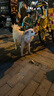 海洋之星 主食冻干双拼狗粮小型犬中大型犬成犬幼犬粮10kg 实拍图