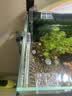 森森 鱼缸过滤桶缸外过滤器外置净水循环过滤系统HW-603B 6W 实拍图