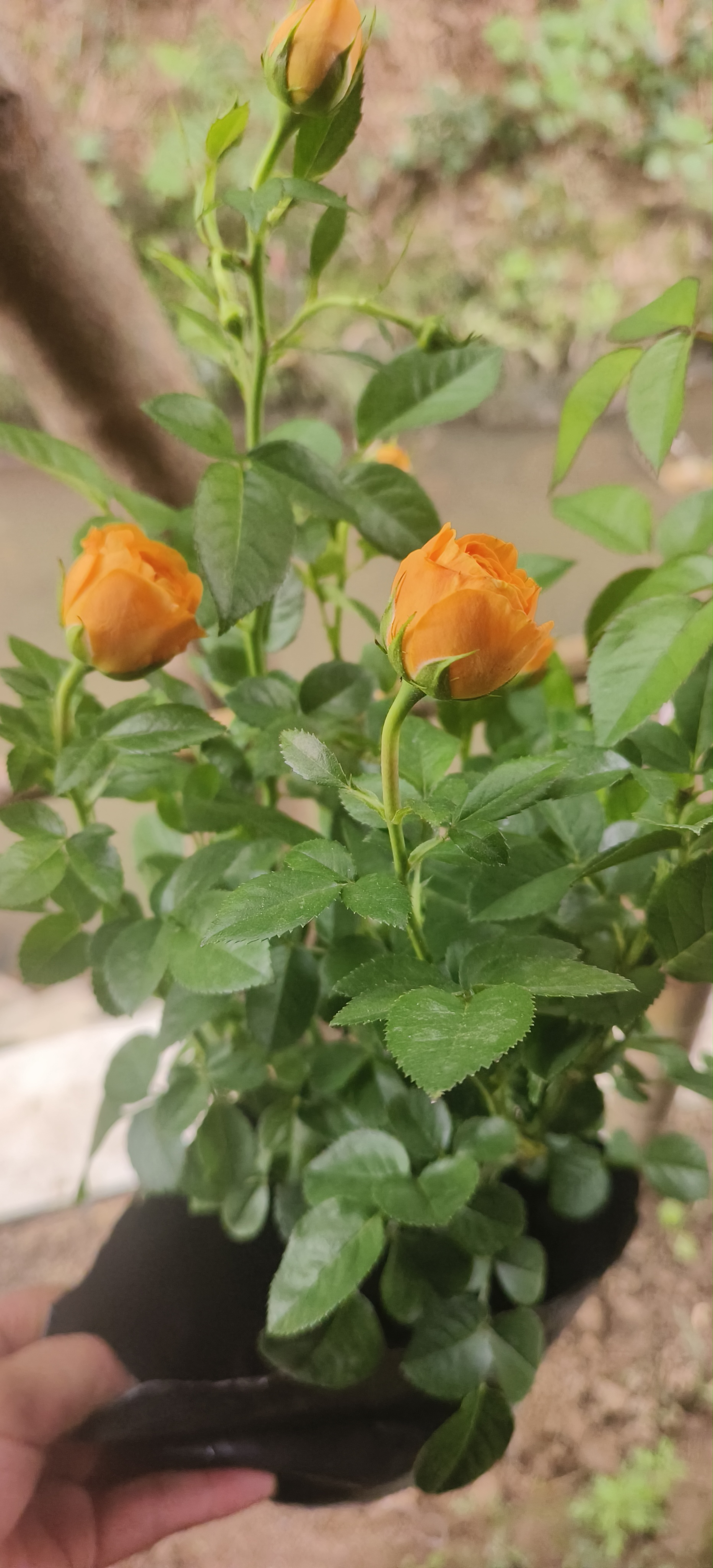 意轩【带花苞】欧月果汁阳台室内观花植物花卉盆栽四季开花月季 果汁中苗【带花苞发】 实拍图