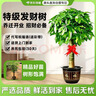 京东绿植发财树大型盆栽客厅室内真绿植办公室开业送礼独杆招财树源头直发 实拍图