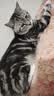 领先成猫尝鲜礼包主食级烘焙猫粮猫条餐盒汤包（新老款随机发货） 实拍图