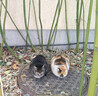 雷米高（RAMICAL）澳丽得 猫粮蓝猫英短主粮幼猫成猫海洋鱼味全价猫粮试吃500g 1斤 实拍图