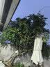 太阳能灯庭院灯户外灯阳台花园布置氛围装饰灯彩灯闪灯串灯满天星 暖白气泡球 太阳能usb充电遥控52米400灯 实拍图