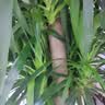 喜之郎果冻90g*30袋草莓味 婚庆喜糖伴手礼 休闲儿童零食大礼包家庭量贩 实拍图