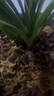 劉閣蘭花兰花苗世界上超香四季兰帝王妃 金边矮种夏带浓香花苞花卉盆栽 4大壮苗+配厚德载物盆+2包土 实拍图