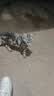 康夫（CONFU）夹板负离子直板夹卷发棒直卷两用直发棒宿舍学生防烫刘海头发蓬松生日礼物直发器KF-558 实拍图