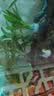 【京东物流】水草套餐 好养耐活真水草植物绿菊大叶绿九冠鱼缸 三头丹麦榕沉木 实拍图