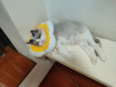 华元宠具（hoopet）狗狗伊丽莎白圈项圈小型犬宠物猫咪颈圈脖圈头套猫伊利沙白圈头罩 实拍图