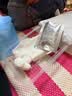 振德（ZHENDE） 一次性使用无菌换药包5包 碘伏棉球清创医用家用护理包急救包  实拍图