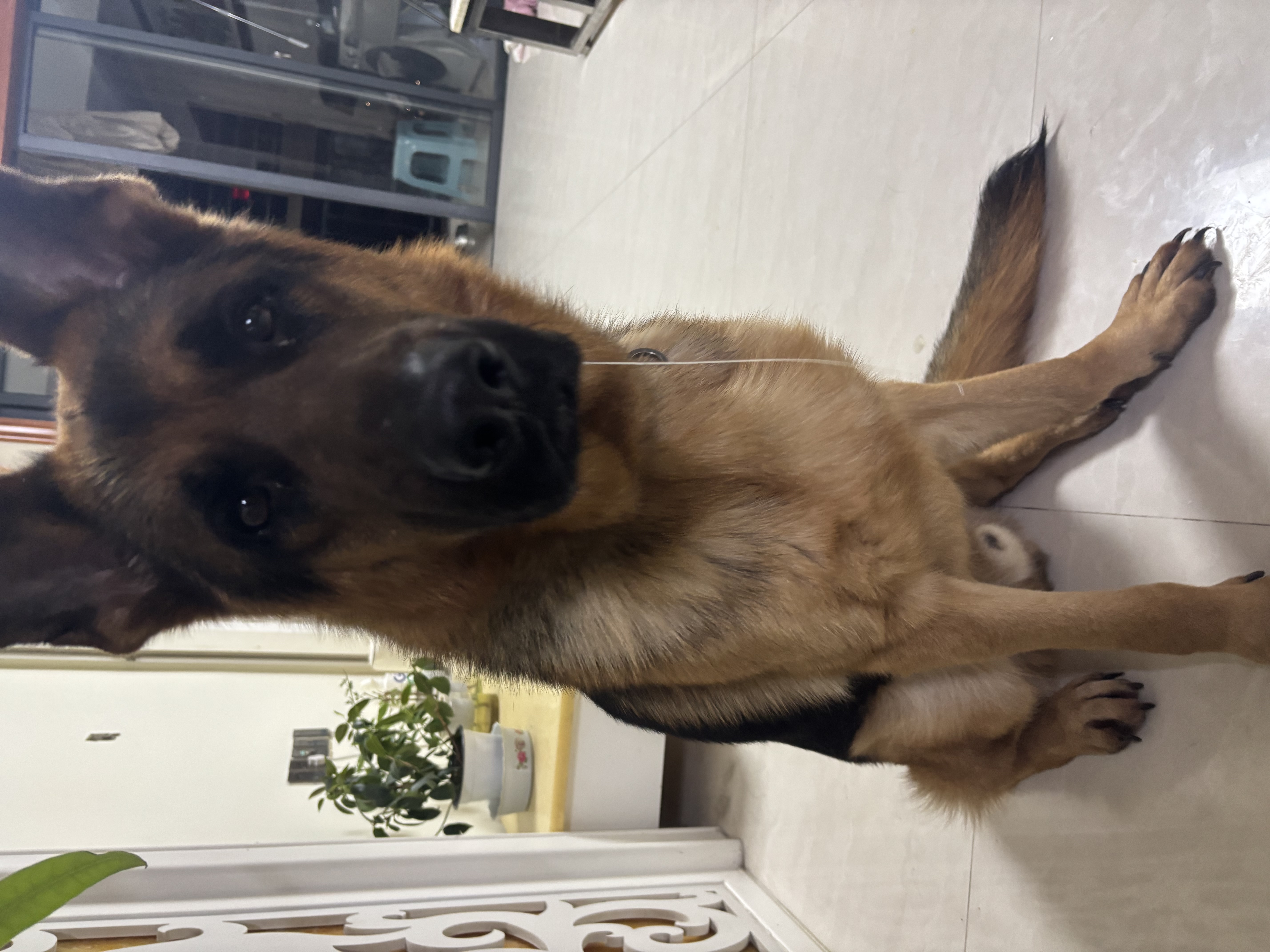 好之味诺瑞好之味狗粮 全价成犬粮10KG牛肉味 金毛拉布拉多哈士奇  成犬 牛肉软磷脂海藻味 10kg 实拍图