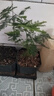 文竹盆栽绿植花卉盆景植物室内客厅水培文松云竹文竹大苗四季常青 小文竹【2棵更实惠】原土球发货 高度15-25cm 实拍图