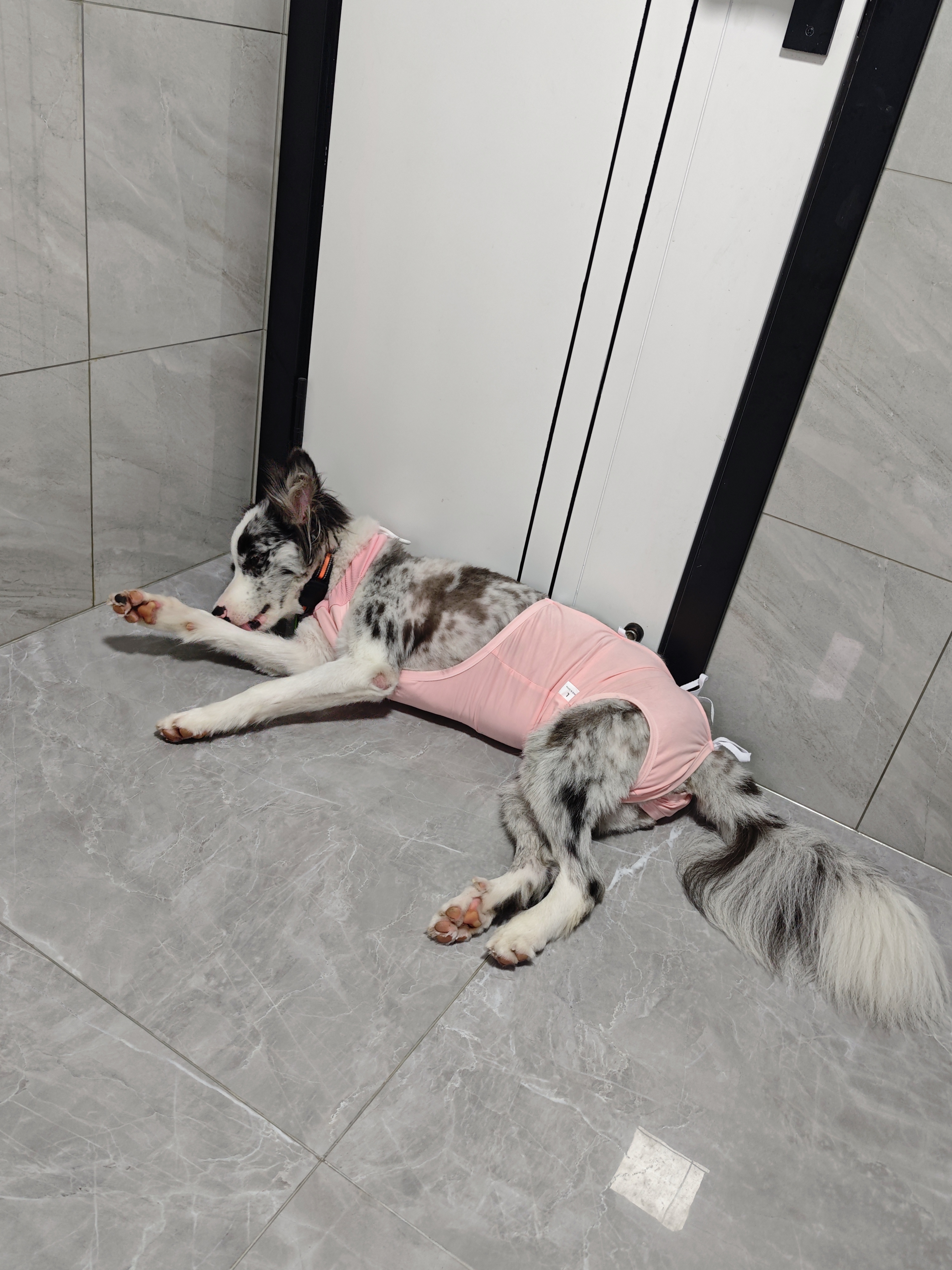 宠号狗狗绝育服四脚衣手术服断奶衣服小中大型犬金毛柯基泰迪比熊 粉色（四季纯棉 公母通用） L 建议20-40斤 实拍图