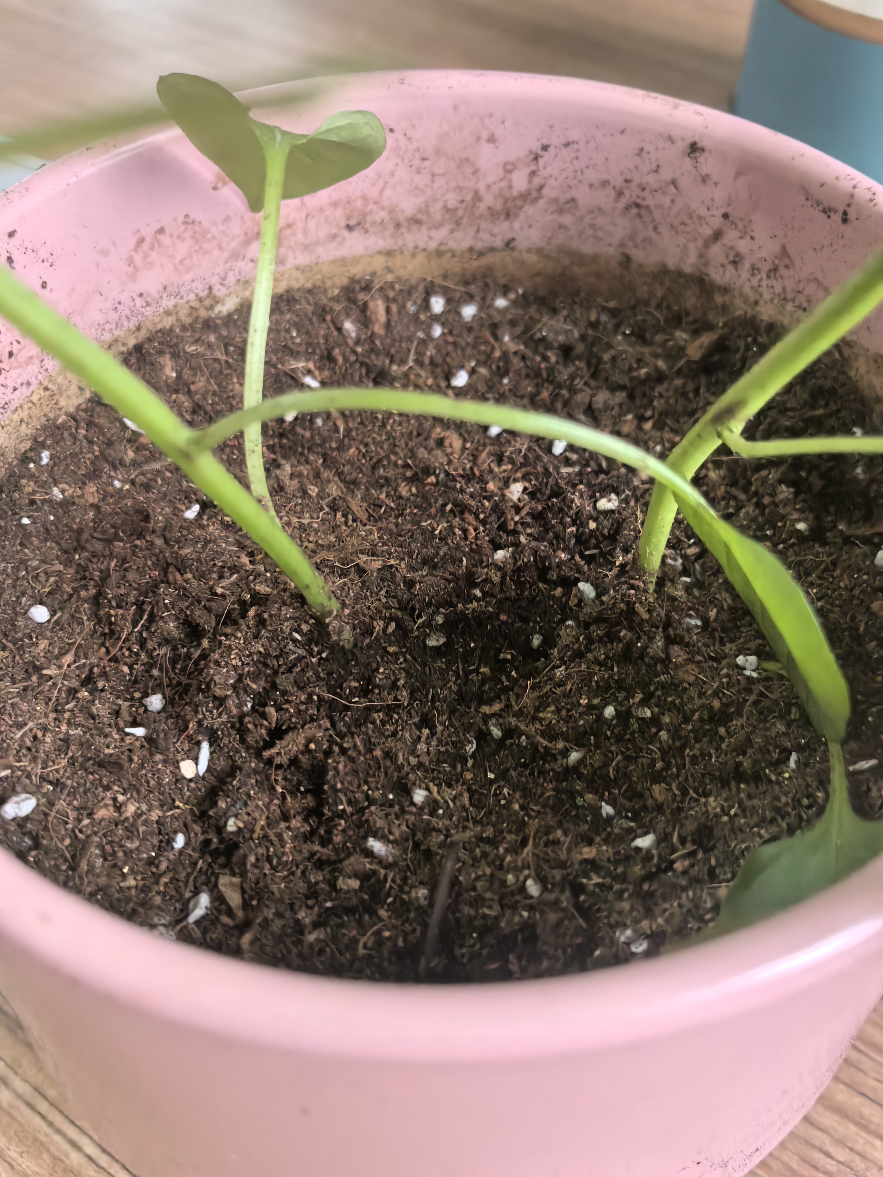 德沃多蔬菜专用植物营养土40L园艺种菜土壤盆栽果蔬花土种植 实拍图