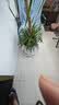 漫生活花托移动花盆托盘花盆托底盘万向轮外径360内径322mm花盆底座带轮 实拍图