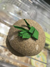 CARNO PET PRODUCTS卡诺露营丛林仓鼠磨牙零食金丝熊营养粮食造景装饰用品 实拍图
