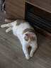 诚实一口小轻袋OX-FIT全价鲜肉烘焙猫粮成猫56天体重管理5.4kg[618囤货] 实拍图