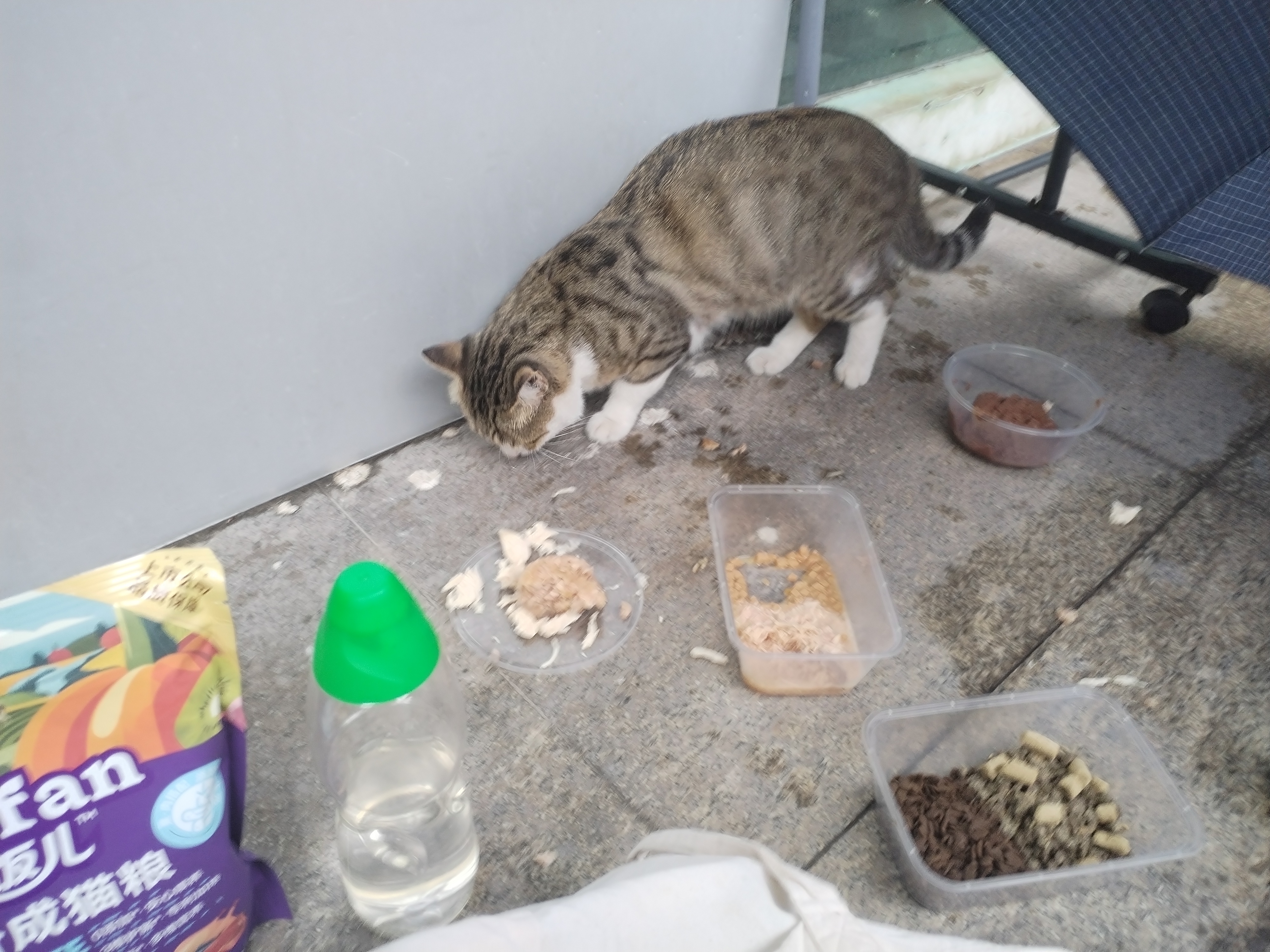 顽皮（Wanpy） 鲜肉鲜炖猫罐头鸡肉金枪鱼添加三文鱼85g*24猫零食 实拍图