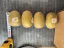 佳沛（zespri）新西兰阳光金果4粒装单果约103-114g 猕猴桃新鲜水果源头直发 实拍图