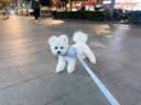 伯纳天纯狗粮经典 比熊小型成犬粮天然粮 经典系列宠物主粮博美1.5kg/3斤 实拍图