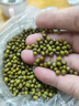 十月稻田 绿豆 5斤 可发豆芽 打豆浆 东北五谷杂粮 粗粮 大米伴侣 实拍图