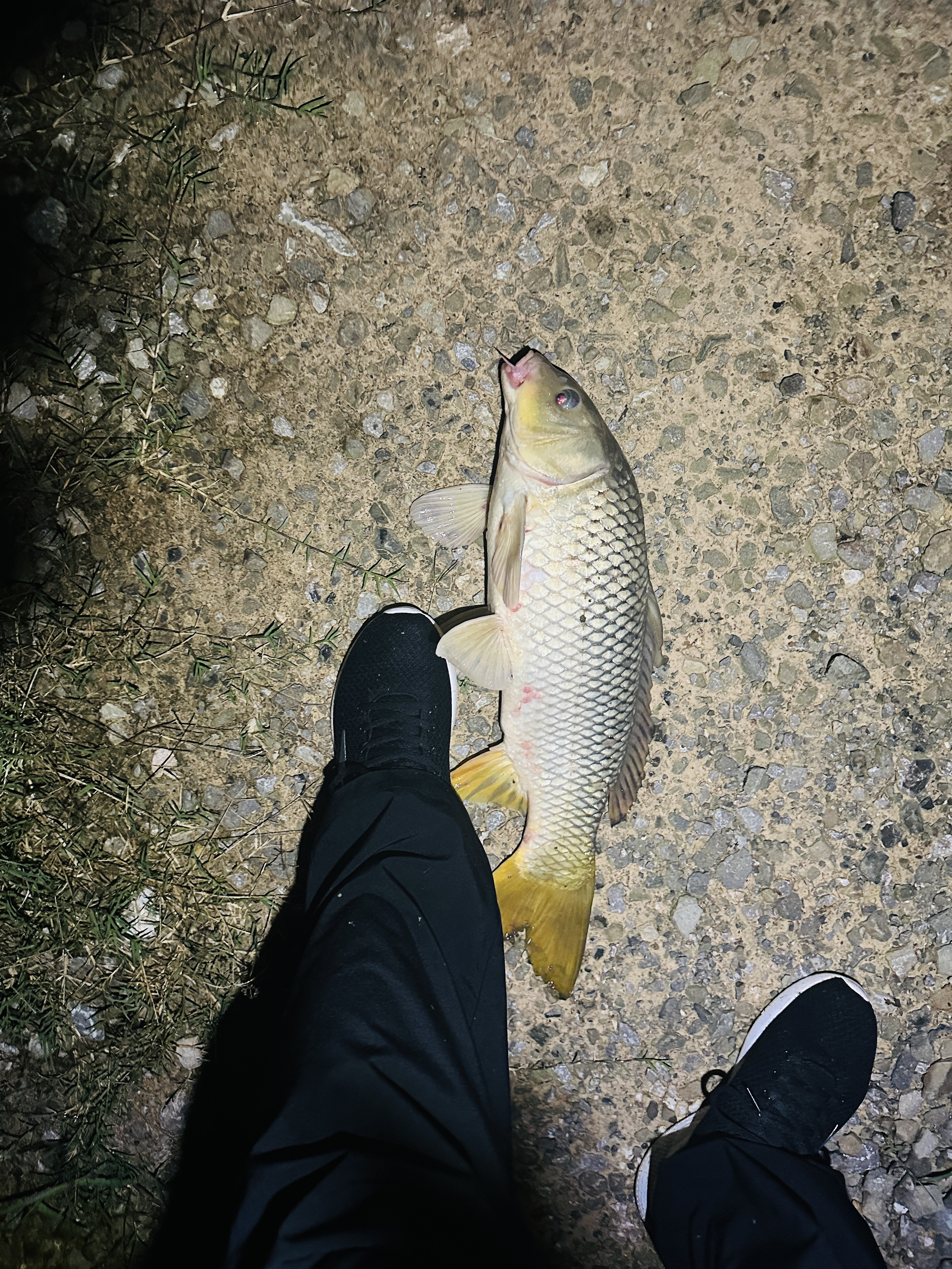 达亿瓦（DAIWA）一击 轻量鲤鱼鲫鱼草鱼罗非 进口鱼竿手杆 轻硬挺 休闲台钓 7.5m 一击T 75.K（大物）【腰力调性，一遡相承】 不支持使用/试用后退换货 实拍图