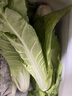 现摘毛白菜 新鲜脆嫩小白菜 露天种植 当季时令青菜包邮 安徽小白菜2斤（净重1.6斤） 实拍图