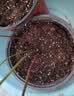 德沃多蓝莓专用营养土15L园艺种菜土壤绿植盆栽花土果蔬种植土 实拍图