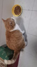 富力鲜（Frisian）猫罐头85g*48罐（富力鲜牛肉24+顽皮虾仁24）宠物猫粮零食湿粮 实拍图