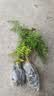 文竹盆栽绿植花卉盆景植物室内客厅水培文松云竹文竹大苗四季常青 小文竹【2棵更实惠】原土球发货 高度15-25cm 实拍图