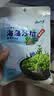 云山半调味裙带菜海藻沙拉海草丝200g*3袋装 日式海藻丝即食下饭菜凉拌 实拍图