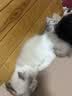 领先成猫尝鲜礼包主食级烘焙猫粮猫条餐盒汤包（新老款随机发货） 实拍图