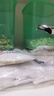 世壮中国农科院纯燕麦片350g*3需煮冲饮谷物送礼快煮全麦燕麦片 实拍图