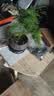 文竹盆栽绿植花卉盆景植物室内客厅水培文松云竹文竹大苗四季常青 文竹+舍得陶瓷盆+塑料圆底托 高度15-25cm 实拍图