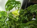 周大生（CHOW TAI SENG）山茶花珍珠耳环银耳钉耳饰轻奢法式高级生日礼物送女友送老婆 实拍图