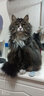 顽皮（Wanpy） 鲜肉猫饭鸽肉兔肉混50g*30主食猫粮猫罐头猫条餐包 实拍图