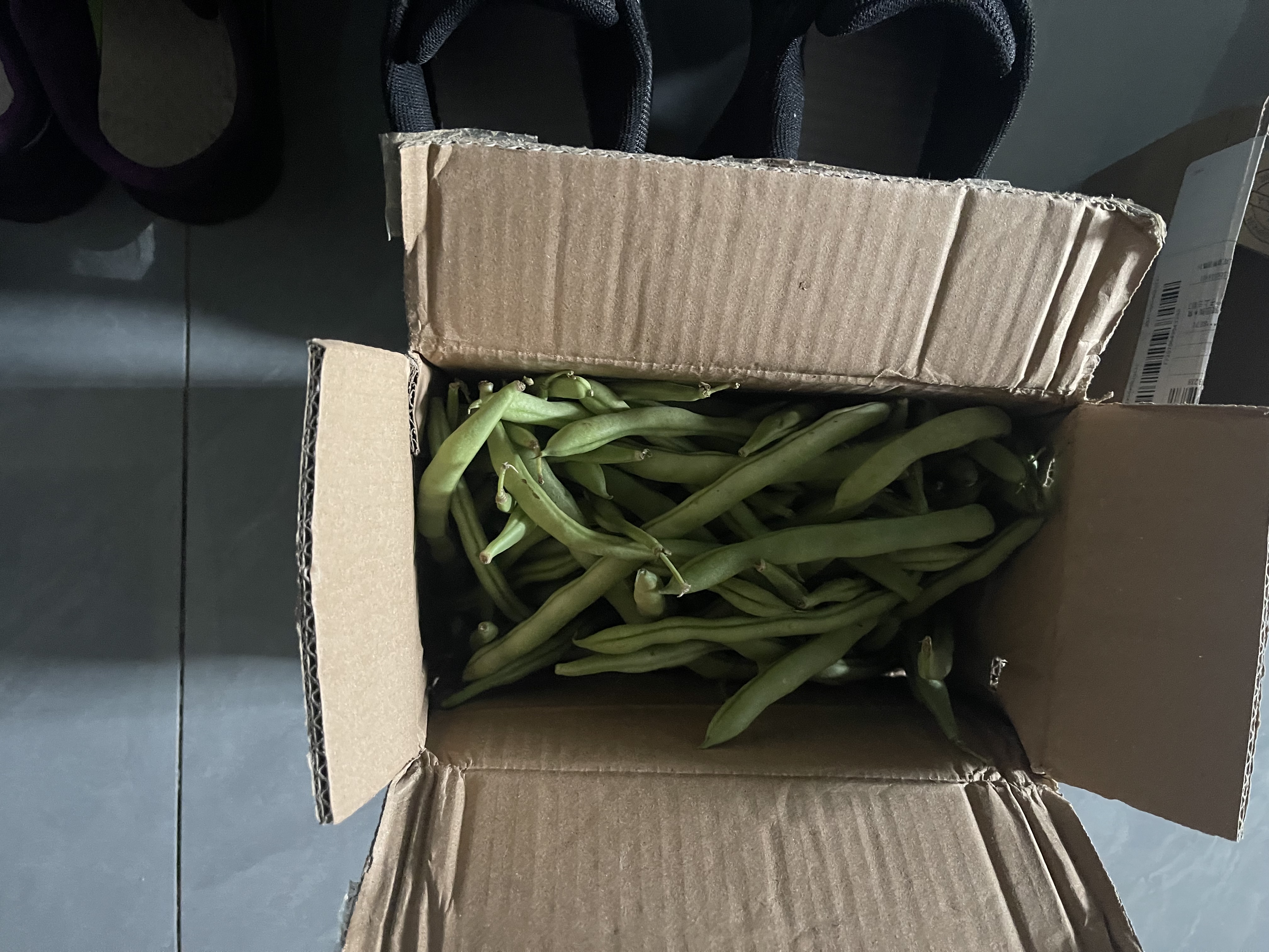农家四季豆新鲜现摘云南长扁豆角农家应当季蔬菜芸豆现摘菜豆 新鲜四季豆2斤带箱 实拍图