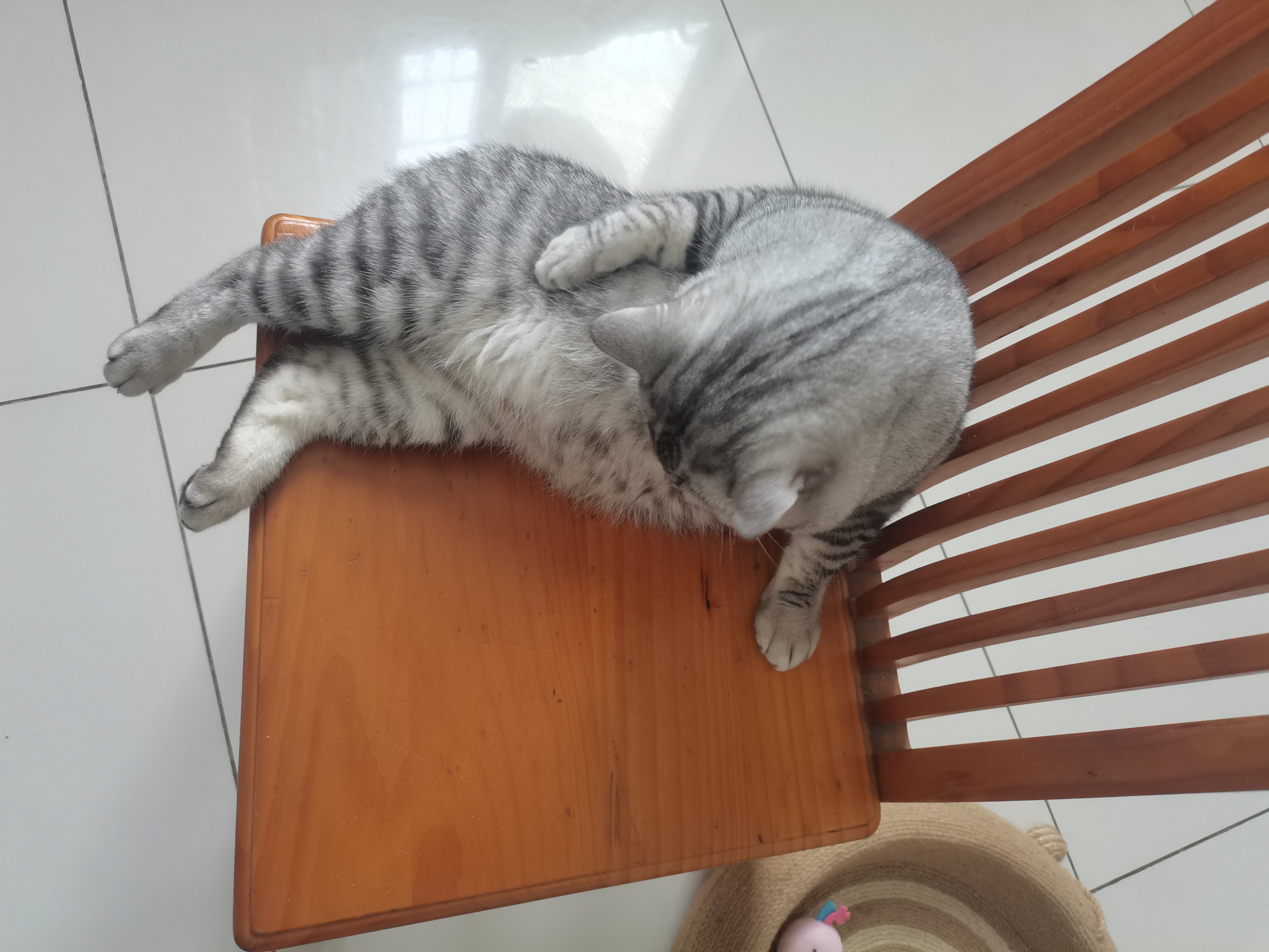 麦富迪猫罐头 barf霸弗主食猫罐头猫咪零食湿粮成猫呵护泌尿100g*12罐 实拍图