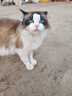 亿迪猫粮冻干幼猫成猫10斤全价英短蓝猫布偶老年猫国产通用全阶段5kg 实拍图
