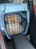 腆宠航空箱猫国航大号猫箱宠物航空箱狗狗猫包猫笼外出狗狗托运箱出行 实拍图