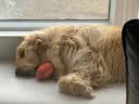 麦富迪狗粮 藻趣儿狗粮成犬粮牛肉螺旋藻 均衡营养15kg/30斤 实拍图