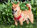 皇家狗粮 成犬粮 通用犬型 CC通用狗粮12月以上 3KG【成犬通用】 实拍图