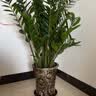 花财主天堂鸟盆栽办公室大型绿植客厅鸭脚木植物家用吸甲醛净化空气好养 金钱树1.1-1.2m【招财进宝陶瓷盆】 实拍图