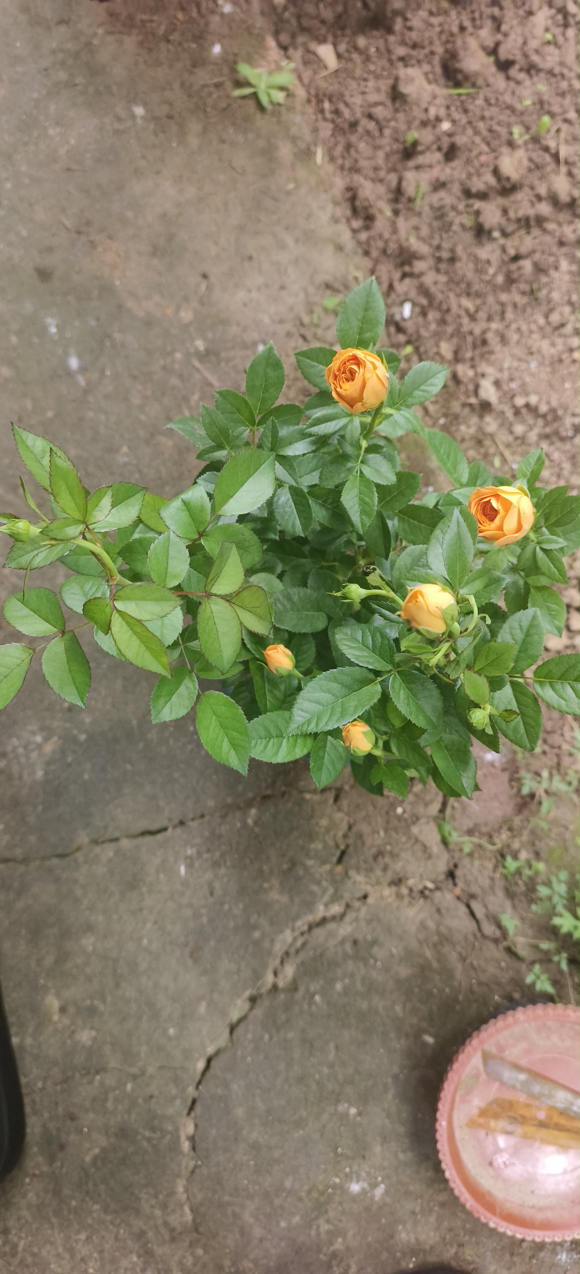 意轩【带花苞】欧月果汁阳台室内观花植物花卉盆栽四季开花月季 果汁中苗【带花苞发】 实拍图