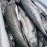朵芙【海鲜礼盒】青岛大鲅鱼 净重燕鲅鱼礼品鲅鱼 海鱼马鲛鱼年货礼盒 礼盒-7斤青岛大鲅鱼 实拍图