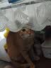 皇家成猫猫粮 营养均衡 F32 通用粮 1-7岁 15KG 实拍图