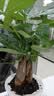发财树盆栽大植物室内办公室桌面客厅小盆景招财树苗绿植花卉盆栽 三杆发财树 5-8cm【透明储水盆】 【送肥料】 实拍图