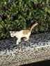 麦富迪 猫零食 猫咪湿粮肉粒包 猫咪恋混合装85g*12 实拍图