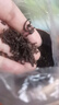 茶一馆茶叶 普洱茶云南勐海古树15年陈普洱熟茶礼盒装500g过节送礼送人 实拍图