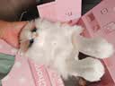 Chongker宠客仿真玩偶趴姿布偶猫咪公仔毛绒娃玩具送女生送女朋友生日礼物 汉服云肩款 35*20*23 实拍图